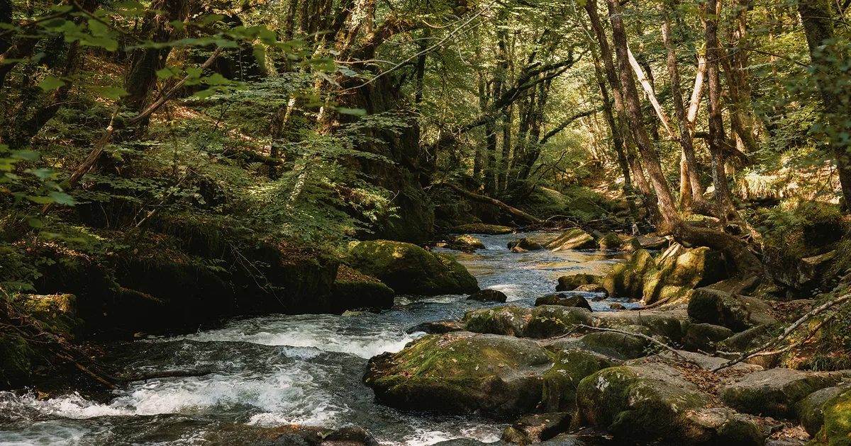 A peaceful woodland stream surrounded by lush trees and ferns