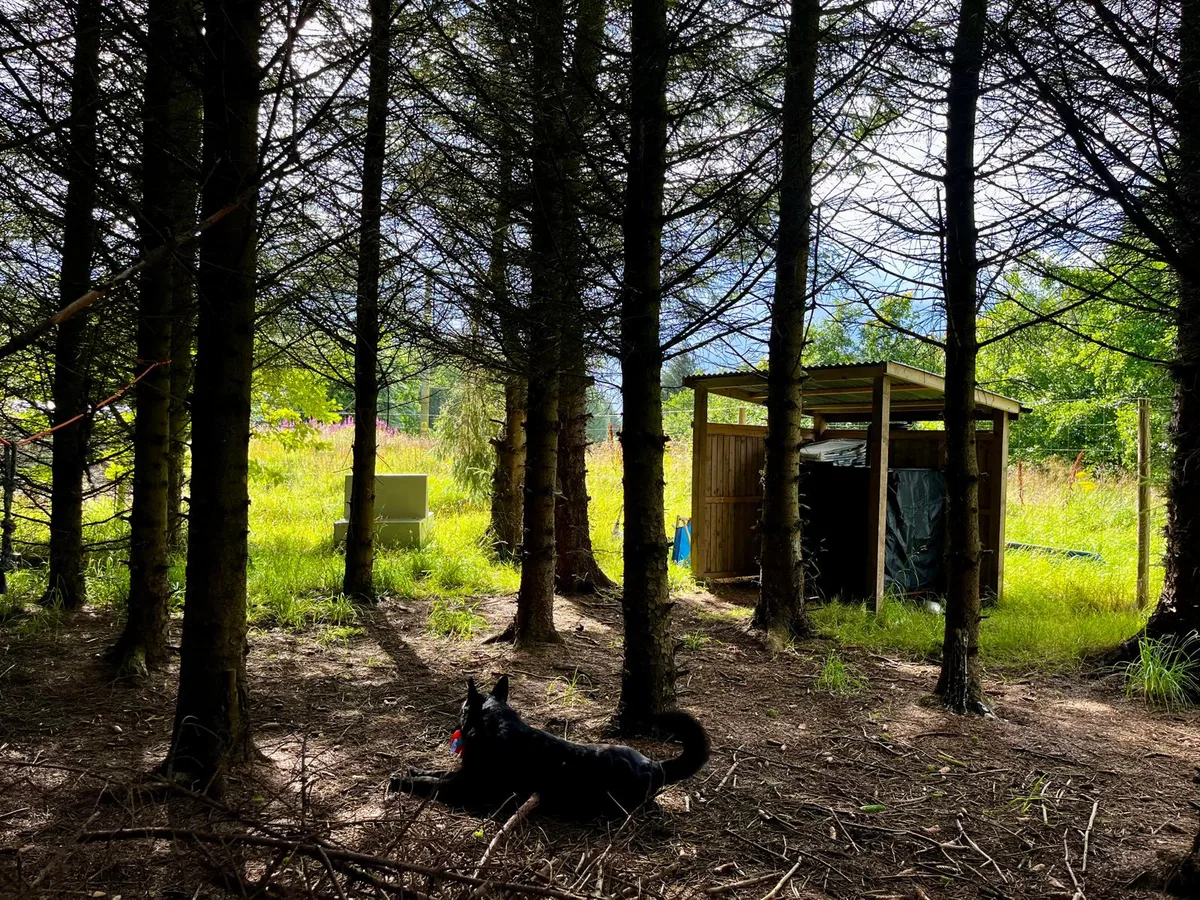 The Bark Bothy — our covered horsebox shelter among the trees