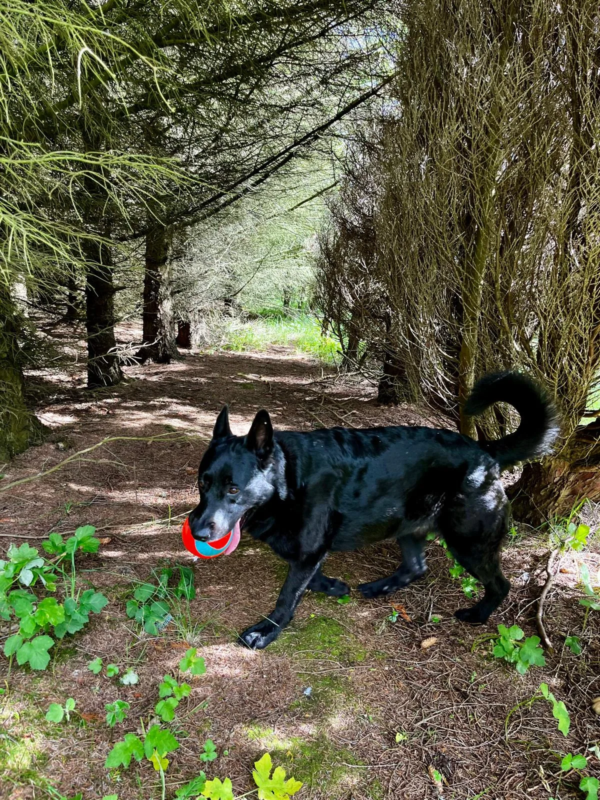 Happy dog carrying a ball along the woodland trail
