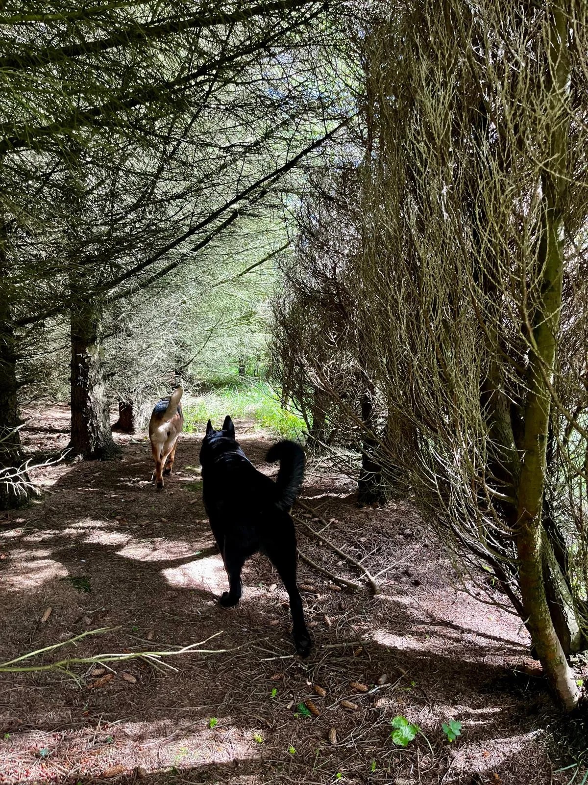 Two dogs chasing each other through the trees