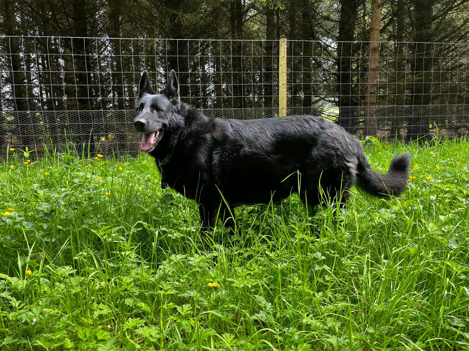 Dog exploring the spacious fenced meadow