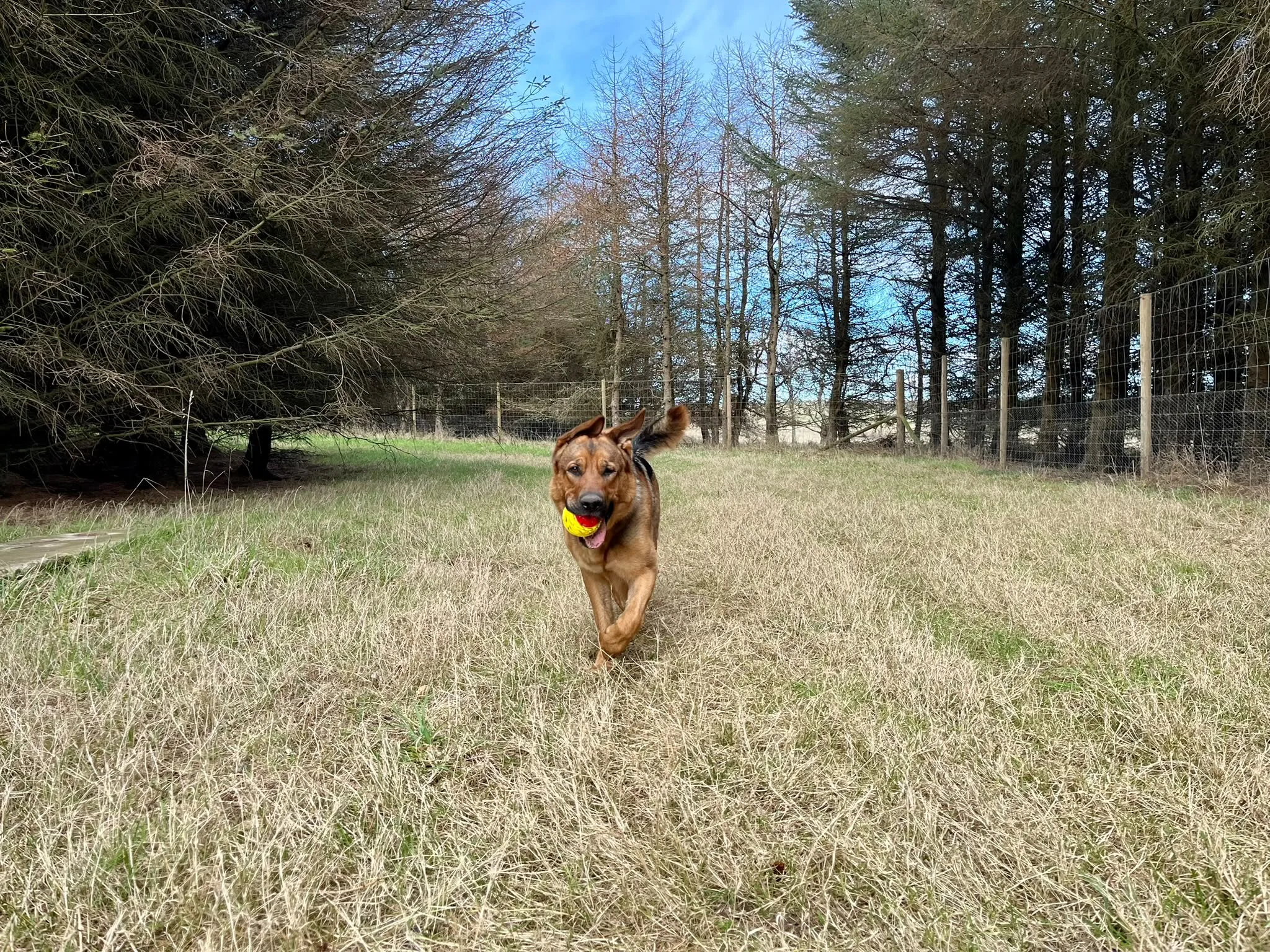 German Shepherd sprinting with a ball at T in the Bark