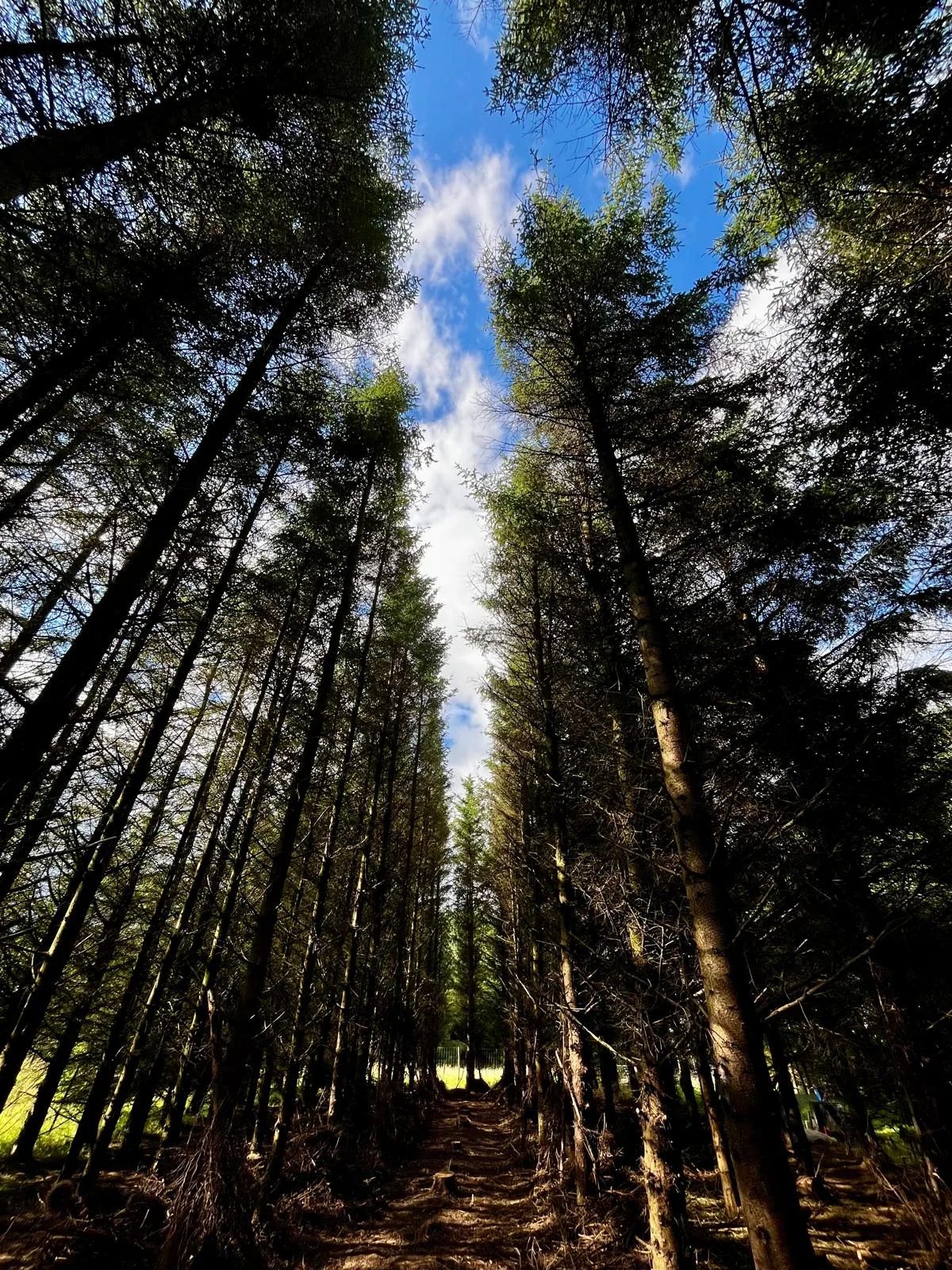 Looking up through towering pine trees at T in the Bark